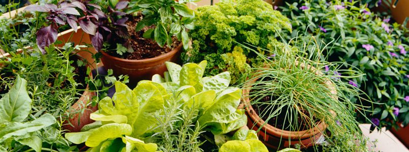 10 unusual herbs to have on the balcony