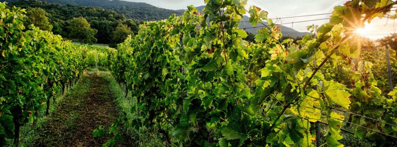 Adopt a vineyard and make it grow well (so your wine will be good)