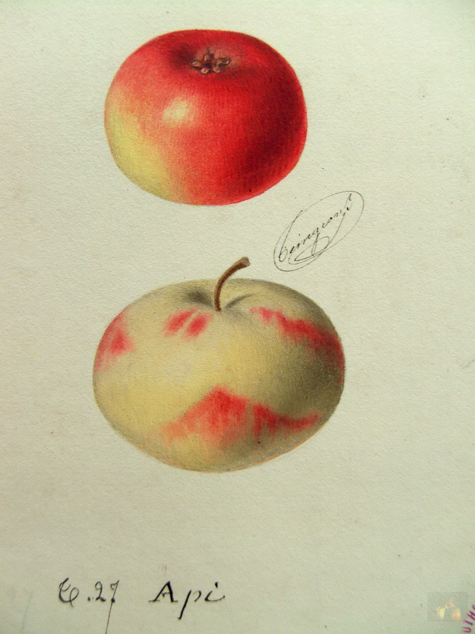 Appiola, the little-known colorful winter apple