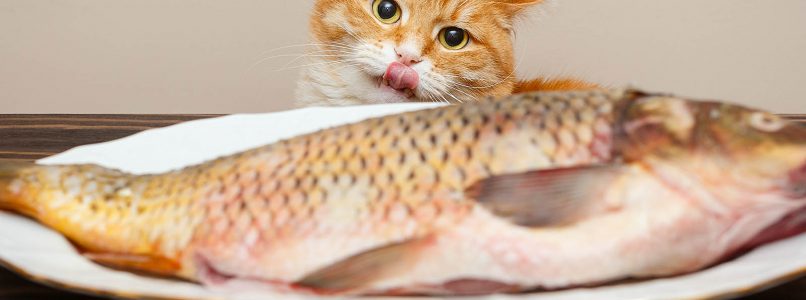 Can the cat eat my fish leftovers? The advices