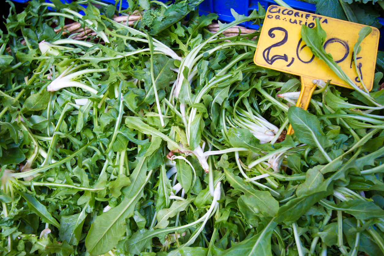 Chicory is back in fashion, all the recipes