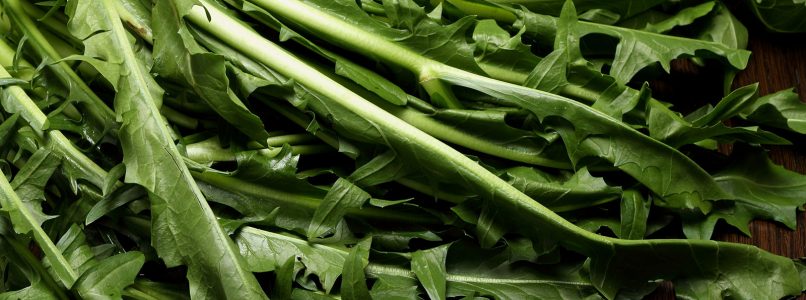 Chicory, why is eating it a great idea? Here are all its benefits