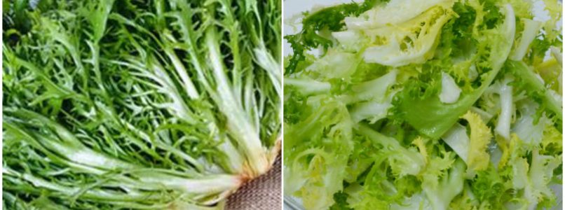 »Escarole Salad - Recipe Misya Salad