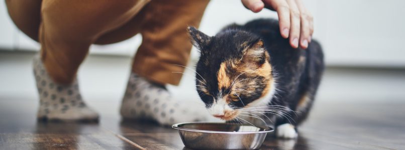 Homemade cat snacks: three ideas
