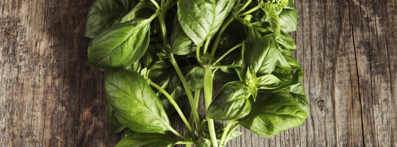 How to store basil to have it even in winter