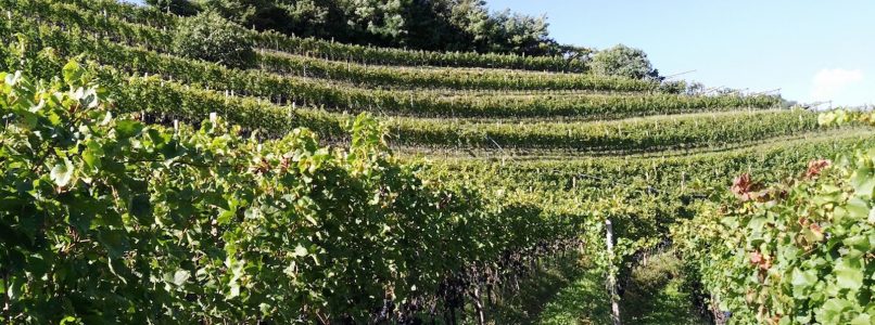 Mountain wines overlooking Lake Garda