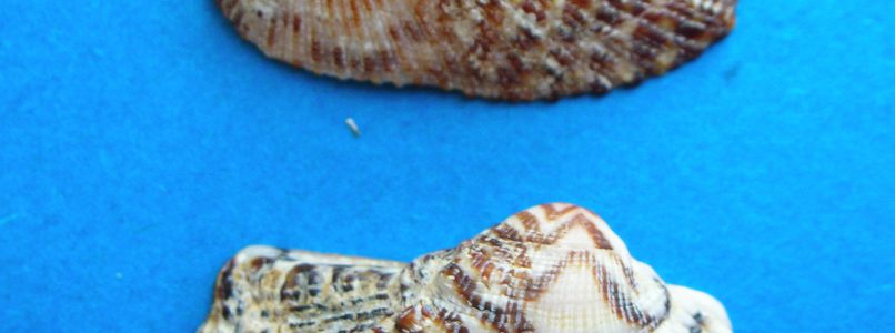 Mussoli: endangered molluscs