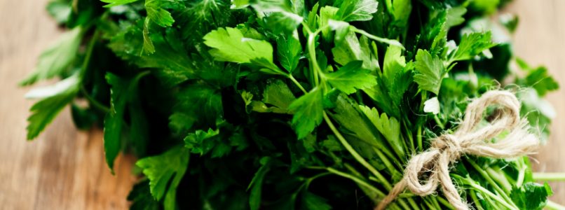 Parsley, benefits in every recipe