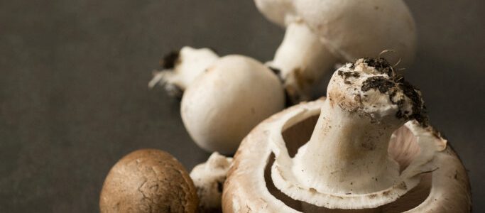 Practical advice for Champignon mushrooms