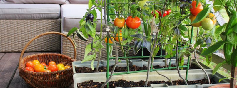Terraced vegetable garden: boom in quarantine (and plants and seeds arrive at home)