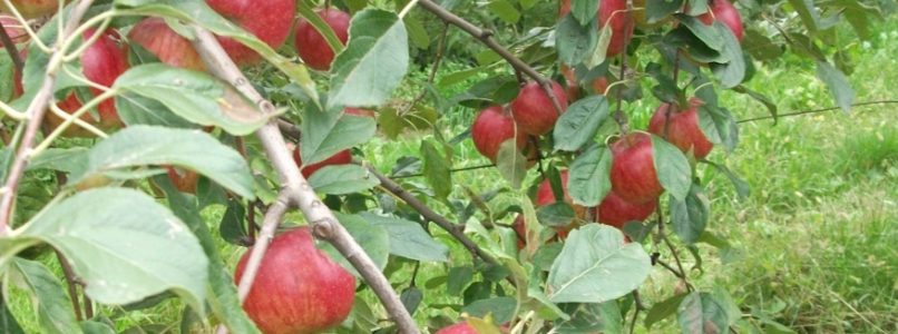 The ancient Piedmontese apples: all the reasons to find them