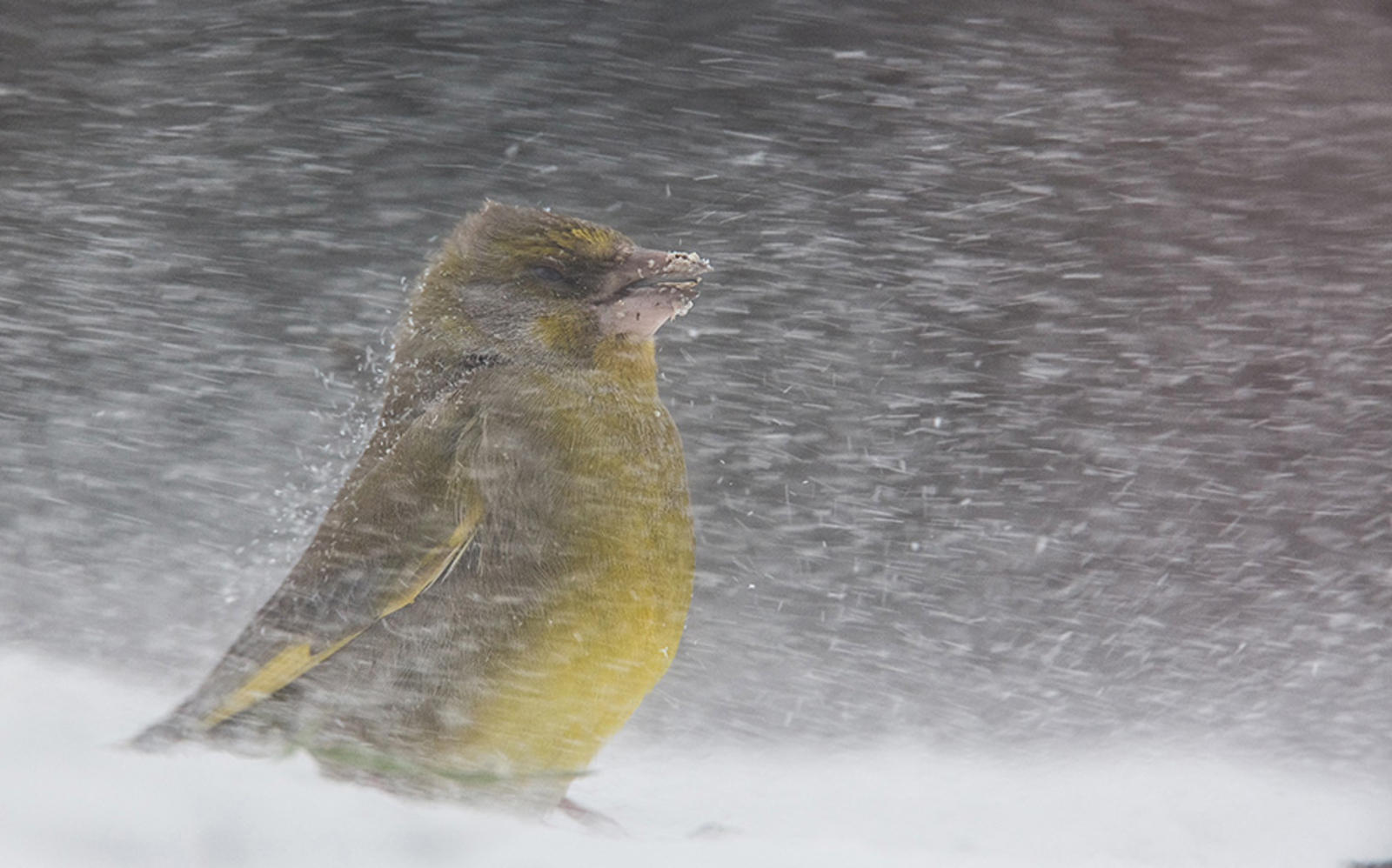 The photo of the year: the bird that resists the storm