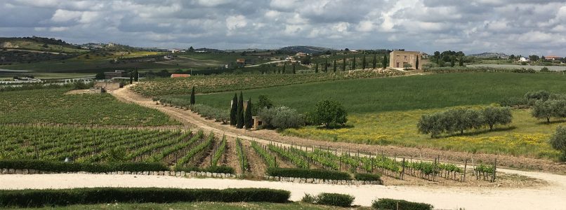 The wine of the week: Adènzia Bianco 2018 Baglio del Cristo di Campobello