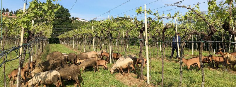 The wine of the week: Soave Classico Ca ’Visco 2018 Coffele