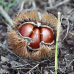 They are not red, but remain the "Ferrari of chestnuts"