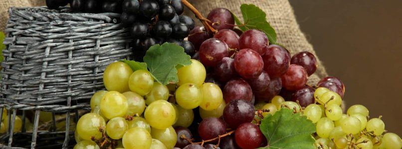 To all grapes: variety, properties, goodness!