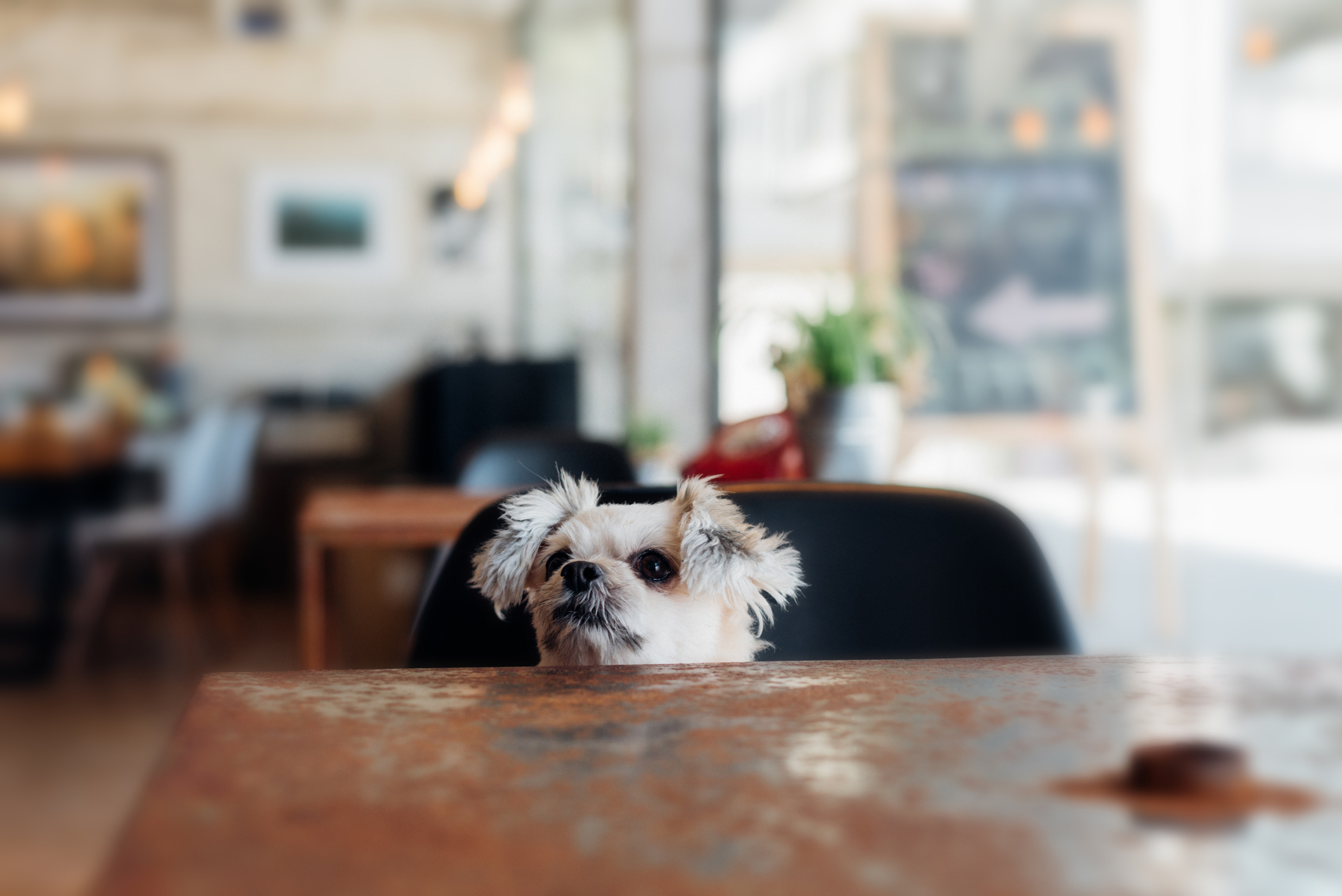 Vicenza, the restaurant where the dog pays the covered